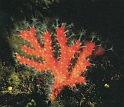 Koralj c